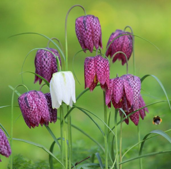 Kirjopikarililja sekoitus Kirjopikarililja sekoitus